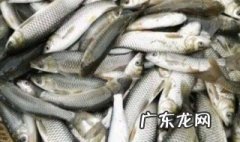 小鲫鱼苗怎么养才能长大 小鲫鱼苗怎么养