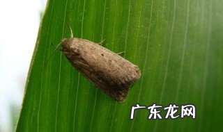 夜蛾怎么防治 夜蛾怎么防治视频