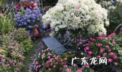 三角梅怎么爆棚 三角梅怎样爆盆