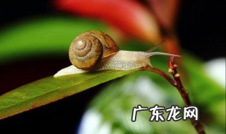 蜗牛下蛋后怎么护理 蜗牛下蛋后有什么反应或者特征?