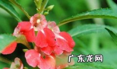 凤仙花的花期一般可保持几个月左右 凤仙花花期养护
