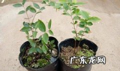 嘉宝果盆栽怎么养 嘉宝果盆栽视频