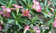 沙漠玫瑰叶子发蔫怎么回事 沙漠玫瑰叶子发蔫怎么办