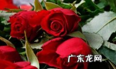 玫瑰养护知识 玫瑰养护要点