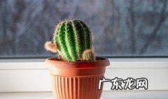 无根仙人球怎么种植 无根仙人球怎么种植的
