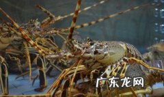 观赏小龙虾养殖技术视频 观赏小龙虾养殖技术