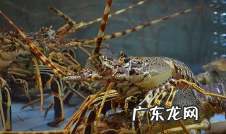 观赏小龙虾养殖技术视频 观赏小龙虾养殖技术