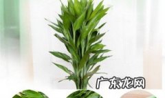 水养竹子有什么讲究 水养竹子有什么讲究吗