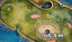 怎样培养草履虫细菌 怎样培养草履虫