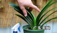 君子兰的水培方法 君子兰的水培方法有哪些