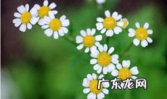 描述野菊花的风格,坚强语句 描写野菊品质的句子