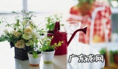花盆里出小飞虫怎么办 夏天花盆里有小飞虫怎么办