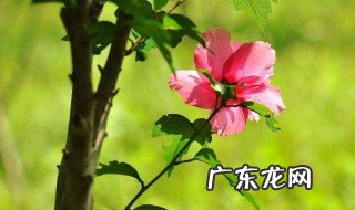 木槿好养活吗 木槿好养活吗怎么养