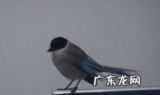 家里来了只鸟预示着什么 家里来了只鸟预示着什么预兆
