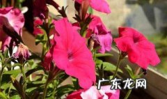 养什么花送女孩比较好 养什么花送女孩