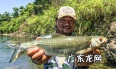 赤眼鳟怎么钓 赤眼鳟怎么钓是底钓还是浮钓