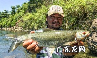 赤眼鳟怎么钓 赤眼鳟怎么钓是底钓还是浮钓