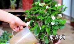 养花能否用兔屎作肥料呢 养花能否用兔屎作肥料