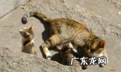 大猫叼着小猫跑是什么自然现象 大猫叼着小猫跑是什么自然现象呢