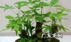 清香木和胡椒木的区别是什么 清香木和胡椒木的区别
