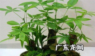 清香木和胡椒木的区别是什么 清香木和胡椒木的区别