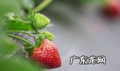 草莓怎么种个大 草莓怎么种大点