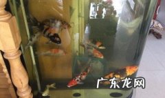鱼缸的水有腥味怎么办小妙招 鱼缸的水有腥味怎么办