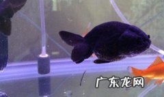 金鱼背发黑怎么办 家里养的金鱼背部有点发黑