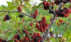 桑树果不能与什么食物一起吃呢 桑树果不能与什么食物一起吃
