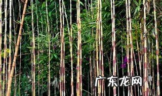 用什么油擦竹子红得快 用什么油擦竹子红得快些