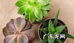 哪种多肉适合放卧室 哪种多肉适合放卧室里