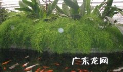 锦鲤鱼池长青苔绿藻怎么处理 露天的鱼池怎样防绿藻