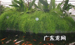 锦鲤鱼池长青苔绿藻怎么处理 露天的鱼池怎样防绿藻