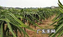 火龙果烂茎是什么原因? 火龙果茎腐烂怎么处理