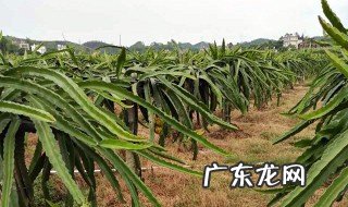 火龙果烂茎是什么原因? 火龙果茎腐烂怎么处理