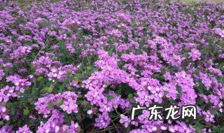 冬季美女樱怎么养 美女樱冬天怎么养