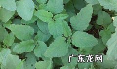 冬寒菜的种植与管理 冬寒菜的养殖方法