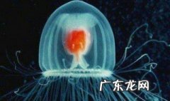 水母的繁殖方式是卵生吗 水母的繁殖方式