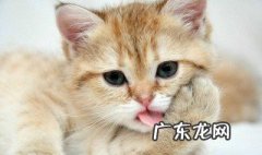 怎么知道母猫有没有怀上 怎么判断家里的母猫有没有怀孕