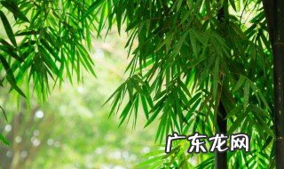 家里可以养四季竹子吗 家里可以养四季竹子吗吉利吗