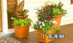 盆栽不长叶子怎么办 家里盆栽不长怎么办