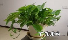 盆景绿萝可以放在家里吗? 盆景绿萝可以放在家里吗