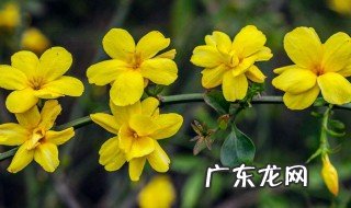 梦到家里的花开开的很茂盛 梦到家里的花开开的很茂盛是啥意思