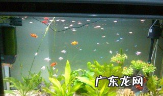 梦到家里鱼缸漏水什么预兆 梦见家里鱼缸漏水什么预兆