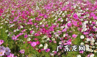 描写花要开的句子 描写花开的句子 短句
