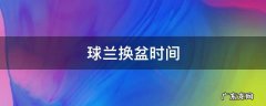 球兰换盆的注意事项 球兰换盆时间
