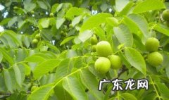 在家里可以种核桃树的吗图片 在家里可以种核桃树的吗