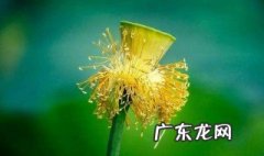 关于植物的诗 关于植物的诗句现代诗歌