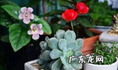 给女朋友送什么绿植比较好 给女朋友送什么绿植