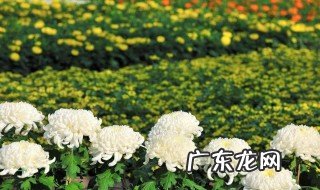 描写重阳节赏菊优美句子 描写重阳节赏菊优美句子简短